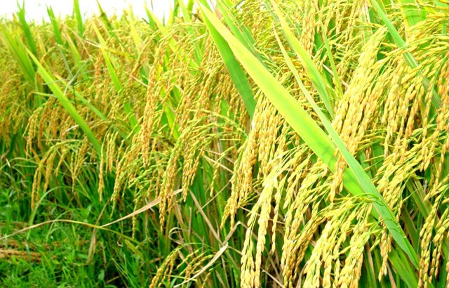 Diện tích gieo trồng lúa Basmati của Ấn Độ sẽ tăng 25% trong năm 2017-2018