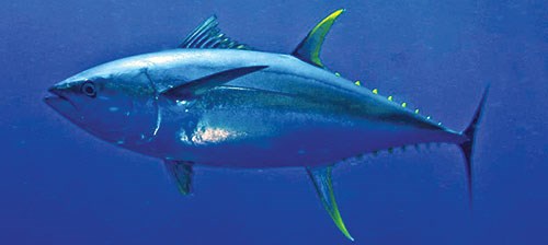 Xuất khẩu cá ngừ tăng trưởng ấn tượng