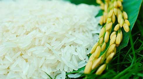 Giá gạo xuất khẩu tuần 2 – 8/6/2017 