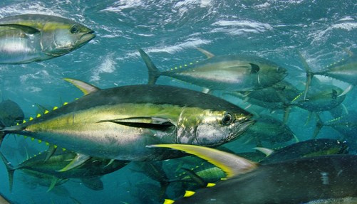 Tìm cách tăng xuất khẩu cá ngừ sang Nhật Bản