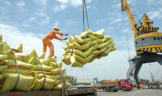 Bangladesh mời thầu quốc tế nhập khẩu 50.000 tấn gạo đồ non-basmati