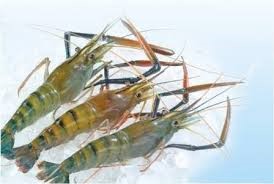 Giá tôm nguyên liệu tại Đồng bằng sông Cửu Long tăng cao