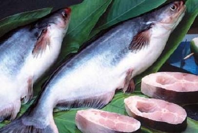 Thị trường xuất khẩu cá tra Việt Nam đang có xu hướng tăng trưởng