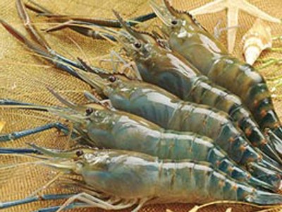 Xuất khẩu tôm 8 tháng đầu năm 2017 