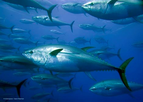 Xuất khẩu cá ngừ chuyển mạnh sang Trung Đông