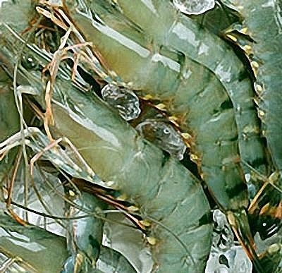 Thủy sản bứt tốc về đích
