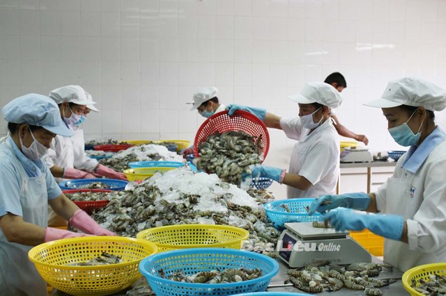 Xuất khẩu cá tra sang Tây Ban Nha giảm hơn 70%