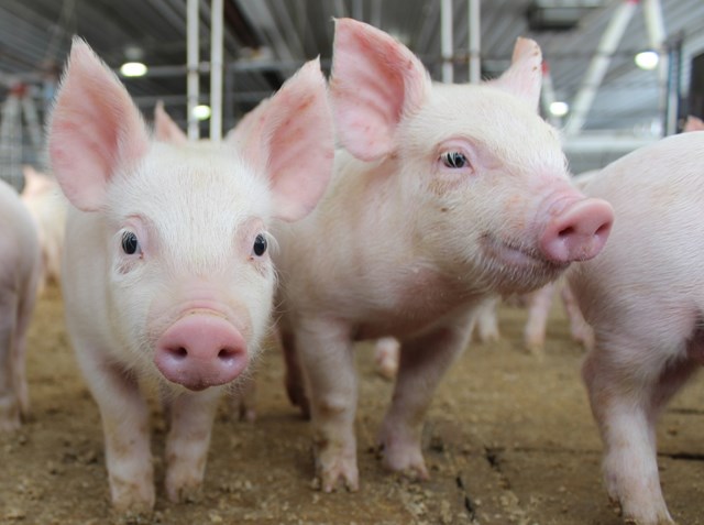 Giá lợn hơi ngày 3/4/2018 biến động trên khắp cả nước