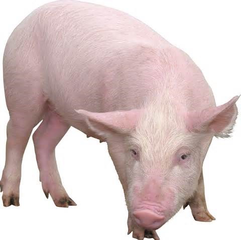 Giá lợn hơi  ngày 10/3/2018 giảm mạnh tại miền Bắc