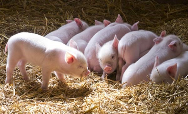 Giá lợn hơi ngày 17/3/2018 bật tăng tại miền Trung, Tây Nguyên