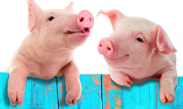 Giá lợn hơi tuần đến 8/4/2018 tăng tuần thứ 2 liên tiếp 