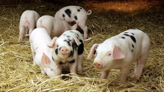 Giá lợn hơi ngày 12/4/2018 tăng mạnh, sắp cán mốc 40.000 đ/kg