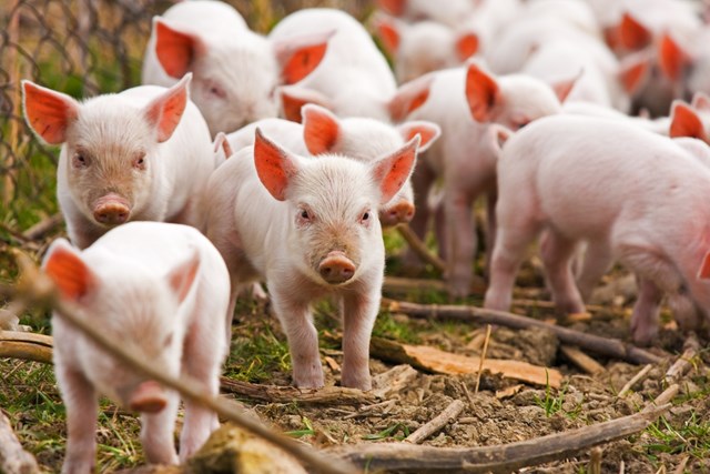 Giá lợn hơi ngày 13/4/2018 đã cán mốc 42.000 đ/kg