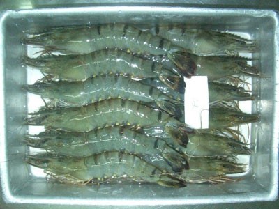 Nhu cầu thị trường cao hỗ trợ xuất khẩu tôm