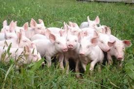 Giá lợn hơi ngày 5/5/2018 tăng trên thị trường cả nước 