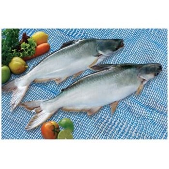 Cá tra Việt chuyển dần sang thị trường châu Á