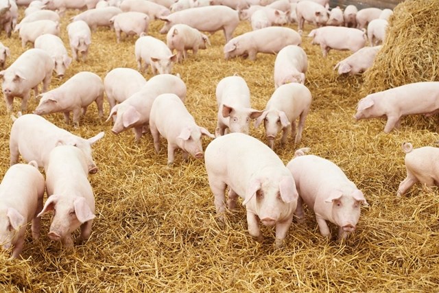 Giá lợn hơi ngày 9/5/2018 có nơi lên 44.000 đ/kg