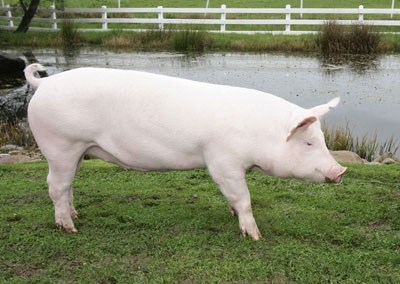 Giá lợn hơi ngày 19/5/2018 sẽ sớm chạm ngưỡng 49.000 đ/kg 
