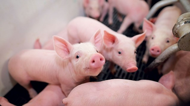 Giá lợn hơi ngày 5/7/2018 tại miền Bắc đồng loạt lên 52.000 đ/kg