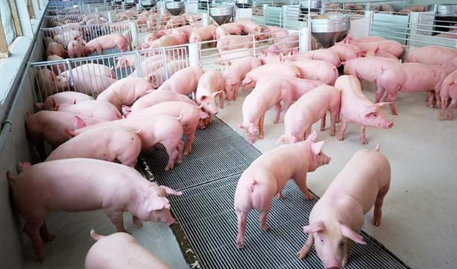 Giá lợn hơi ngày 12/7/2018 tại miền Bắc, miền Trung tăng mạnh