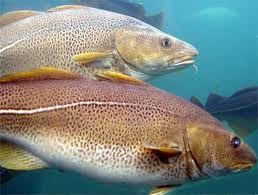 FAO: Giá cá trên thế giới dự kiến tăng 25% vào năm 2030
