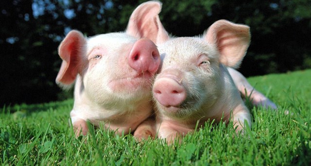 Giá lợn hơi ngày 8/9/2018 tăng trên thị trường cả nước