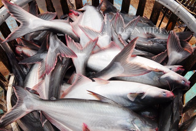 Giá cá tra Việt Nam ổn định tại thị trường châu Âu
