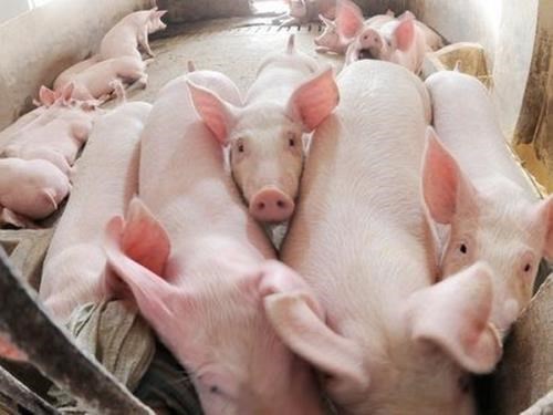 Giá lợn hơi ngày 28/9/2018 giảm mạnh tại miền Bắc 