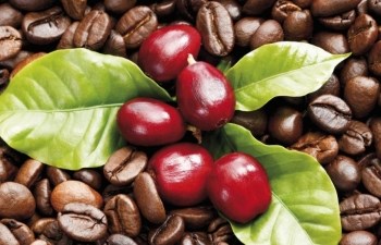 Giá cà phê xuất khẩu 11 tháng đầu năm giảm trên 17%