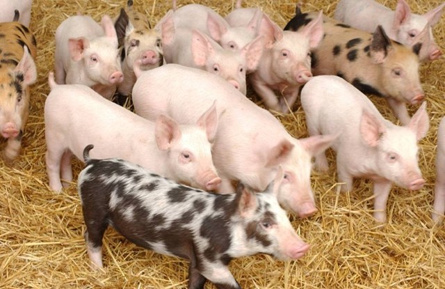 Giá lợn hơi ngày 8/1/2019: Miền Bắc tăng, miền Nam giảm 