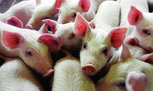Giá lợn hơi tuần đến 27/1/2019 tăng ở hầu hết các tỉnh thành    