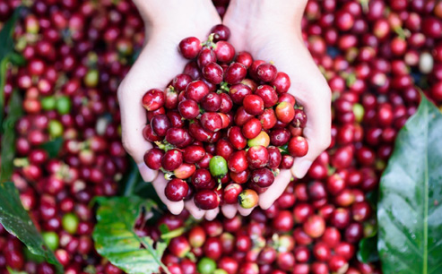 Giá nông sản 6/2/2019: Cà phê giảm, cao su tăng, hạt tiêu ổn định