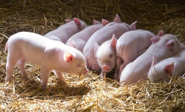 Giá lợn hơi tuần đến 10/3/2019 giảm do dịch ASF tiếp tục lan rộng
