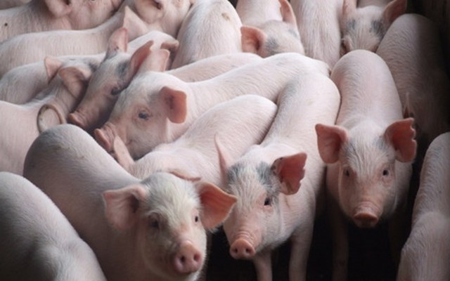 Giá lợn hơi ngày 18/4/2019 tiếp tục giảm tại miền Bắc