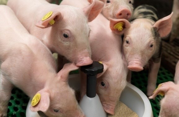 Giá lợn hơi ngày 4/5/2019 giảm ở cả ba miền