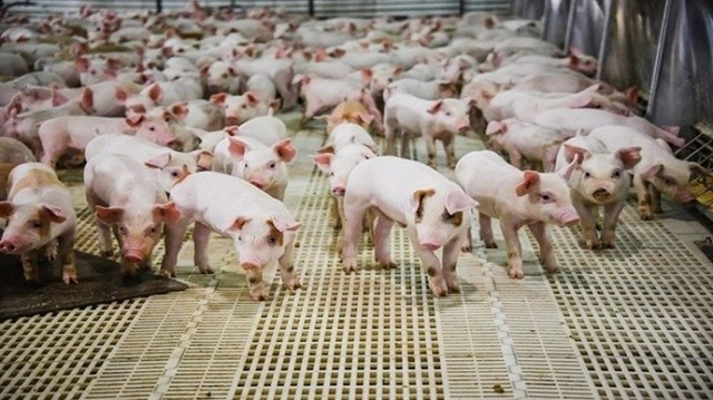 Giá lợn hơi ngày 11/5/2019 dấu hiệu giảm chưa chấm dứt