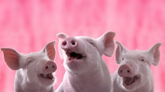 Giá lợn hơi 1/6/2019 tiếp tục đà giảm trong tháng mới