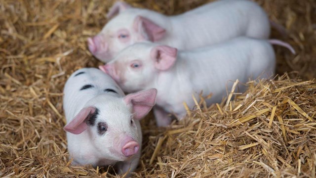 Giá lợn hơi ngày 8/6/2019 tăng mạnh tại Miền Bắc 