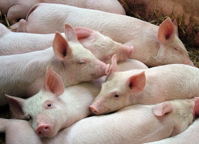Giá lợn hơi ngày 10/6/2019 tại miền Bắc cao nhất cả nước