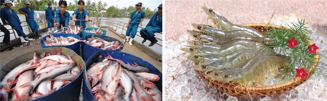 Tin đáng chú ý 19/6/2019:Giá tôm, cá tra giảm; Nhật kiểm tra thủy sản có vỏ NK