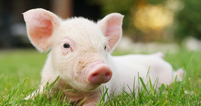 Giá lợn hơi ngày 20/7/2019 tại miền Bắc cao nhất cả nước
