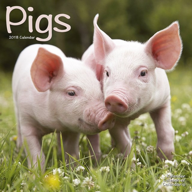 Giá lợn hơi tuần đến 11/8/2019 sôi động trên cả nước