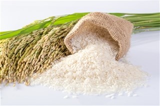 Tín đáng chú ý 14/9/2019: Giá lúa gạo tiếp tục giảm; Buôn lậu đường cát gia tăng