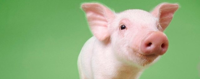 Giá lợn hơi ngày 14/10/2019 tiếp tục tăng tại miền Nam