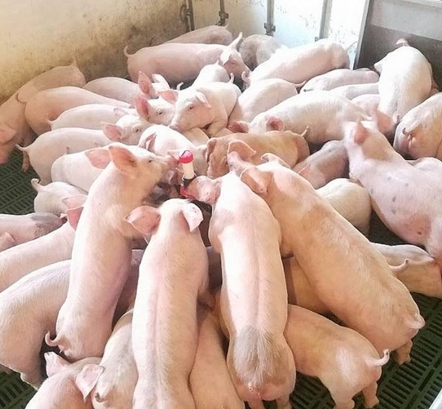 Giá lợn hơi tuần đến 27/10/2019 giảm chủ yếu tại thị trường miền Nam 