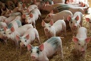 Giá lợn hơi ngày 1/10/2019 tiếp tục tăng tại hai miền Bắc - Nam