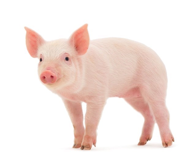 Diễn biến thị trường lợn hơi tuần đến 3/11/2019 