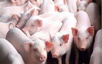 Giá lợn hơi ngày 7/11/2019 tại miền Bắc đang ở mức tốt nhất cả nước