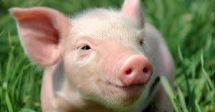 Giá lợn hơi ngày 17/2/2020 giảm tại hầu hết các tỉnh thành