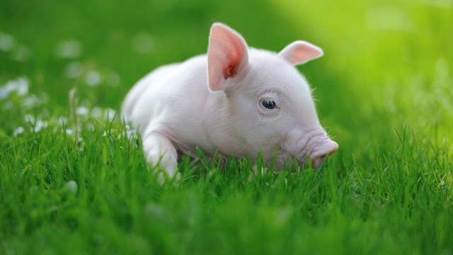 Giá lợn hơi ngày 17/3/2020 giảm mạnh